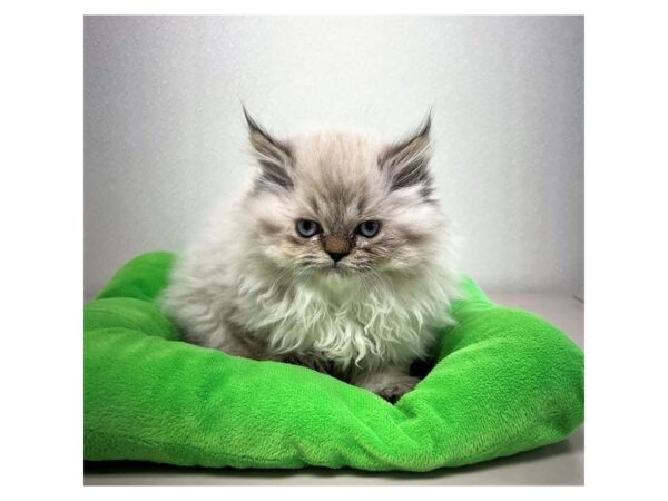 [#7929] Seal Point Male Persian Kittens For Sale