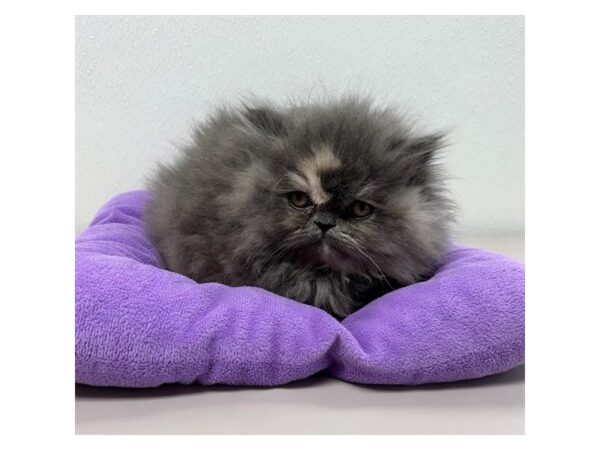 Persian Cat Female Blue / Cream 7930 Petland Ashland, Kentucky