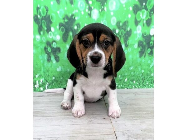 [#7928] Black White / Tan Female Beagle Puppies For Sale