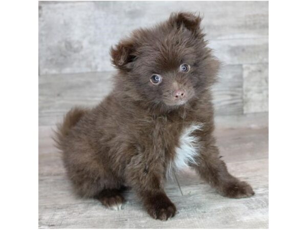 [#7933] Chocolate Male Pomeranian Puppies For Sale
