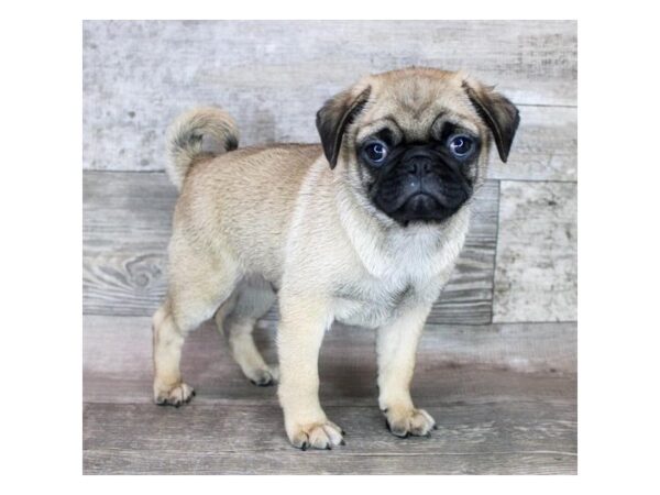 [#7934] Fawn Male Pug Puppies For Sale