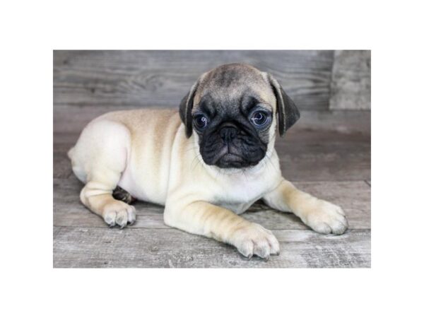 [#7935] Fawn Male Pug Puppies For Sale