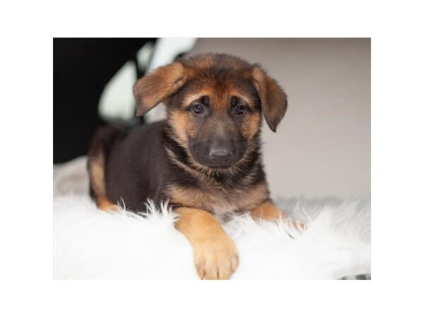 [#7941] Black / Red Female German Shepherd Dog Puppies For Sale