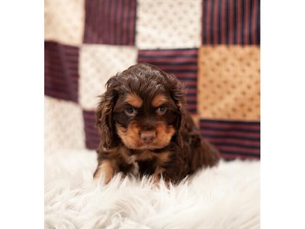 [#7939] Chocolate Male Cocker Spaniel Puppies For Sale