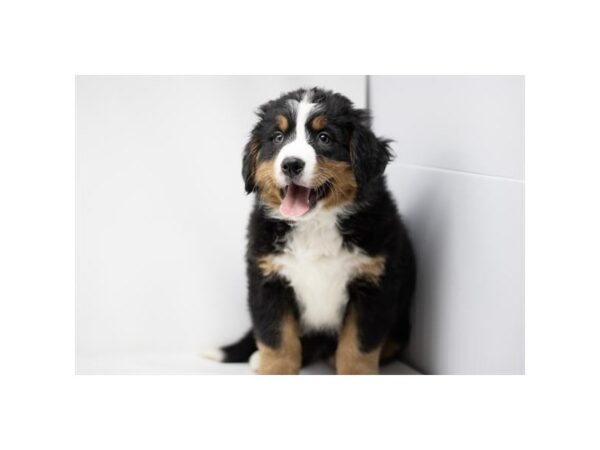 Bernese Mountain Dog Dog Female Black Rust / White 7942 Petland Ashland, Kentucky