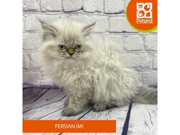 Persian Cat Male Seal Point 7929 Petland Ashland, Kentucky