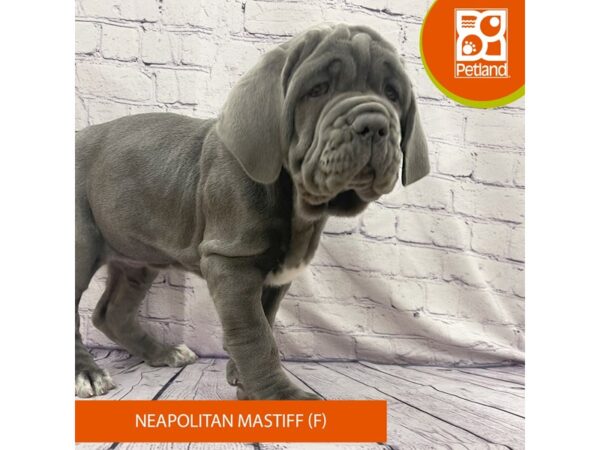 [#7938] Blue Female Neapolitan Mastiff Puppies For Sale