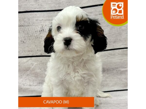 [#7944] White / Black Male Cavapoo Puppies For Sale