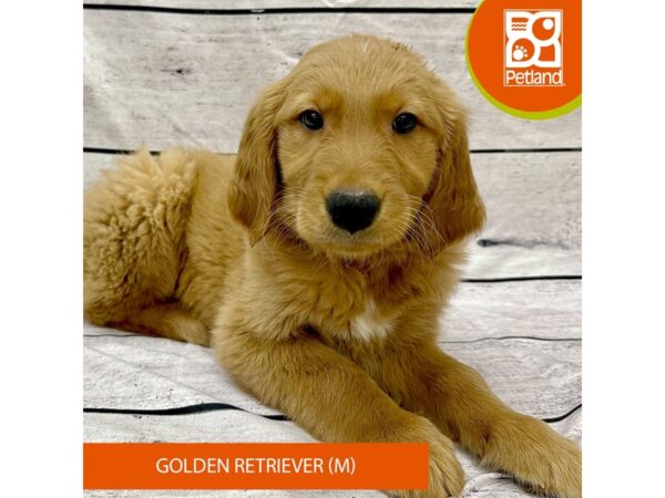[#7943] Golden Male Golden Retriever Puppies For Sale
