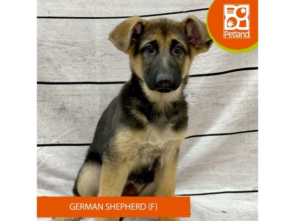 [#7941] Black / Red Female German Shepherd Dog Puppies For Sale