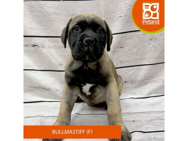 [#7940] Fawn Female Bullmastiff Puppies For Sale