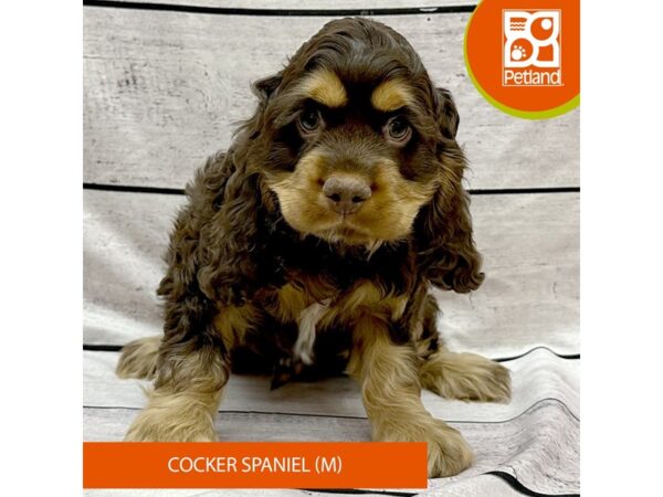 [#7939] Chocolate Male Cocker Spaniel Puppies For Sale
