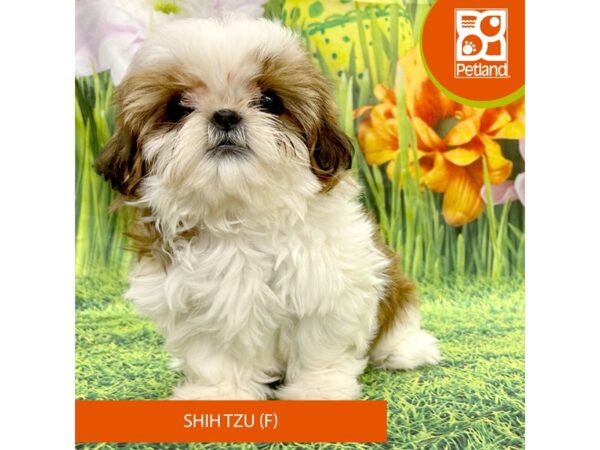 [#7936] Red / White Female Shih Tzu Puppies For Sale