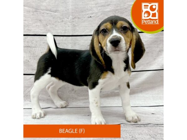 Beagle-Dog-Female-Black White / Tan-7928-Petland Ashland, Kentucky