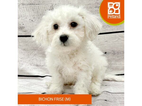 [#7932] White Male Bichon Frise Puppies For Sale