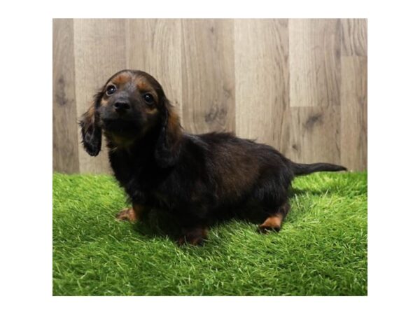 [#7946] Black / Tan Male Dachshund Puppies For Sale