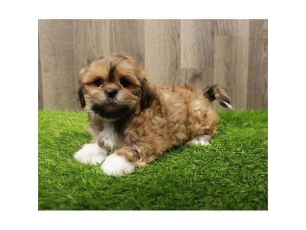 [#7947] Golden Male Lhasa Apso Puppies For Sale