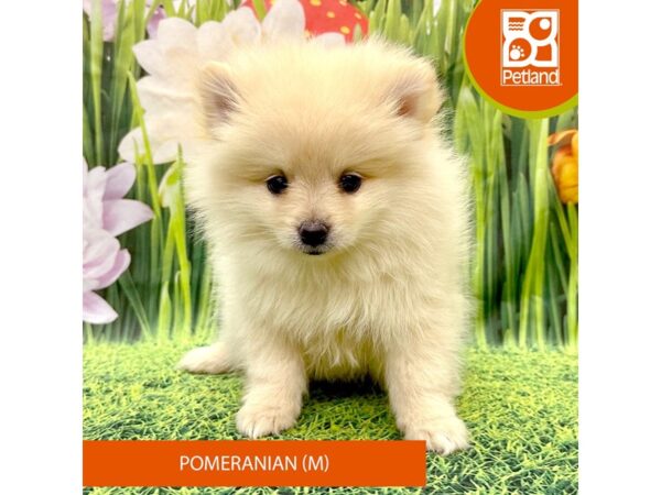 Pomeranian-Dog-Male-Tan-7961-Petland Ashland, Kentucky