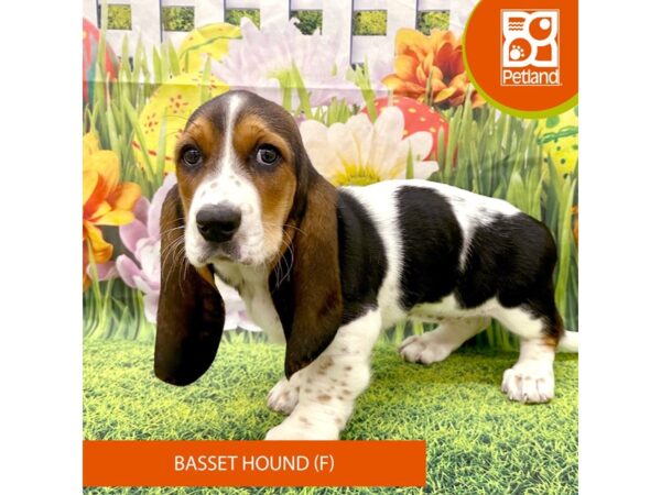 Basset Hound-Dog-Female-Black / Tan-7952-Petland Ashland, Kentucky