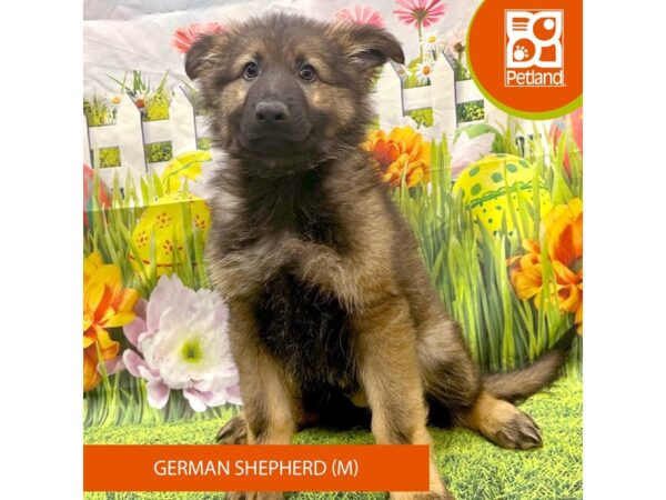 German Shepherd Dog Dog Male Sable 7949 Petland Ashland, Kentucky