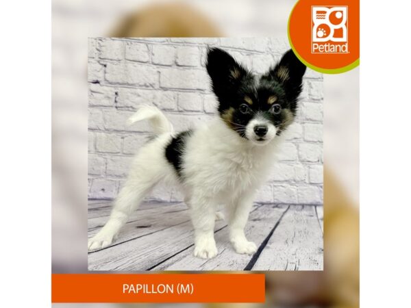 Papillon Dog Male Black White / Tan 7866 Petland Ashland, Kentucky