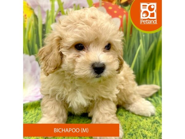 Bichapoo-Dog-Male-Apricot-7882-Petland Ashland, Kentucky