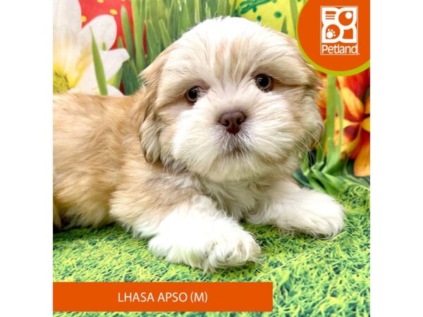 Lhasa Apso-Dog-Male-Gold-7888-Petland Ashland, Kentucky