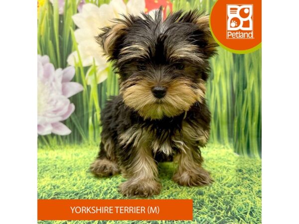 Yorkshire Terrier Dog Male Black / Tan 7896 Petland Ashland, Kentucky