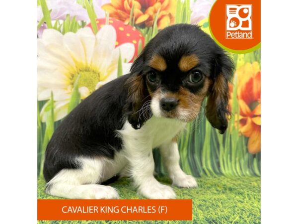 Cavalier King Charles Spaniel Dog Female Black / Tan 7899 Petland Ashland, Kentucky