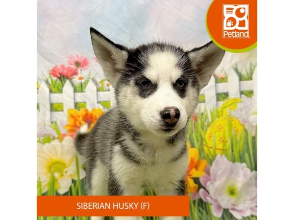 Siberian Husky Dog Female Black / White 7909 Petland Ashland, Kentucky