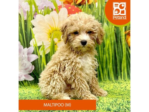 Maltipoo Dog Male Tan 7911 Petland Ashland, Kentucky