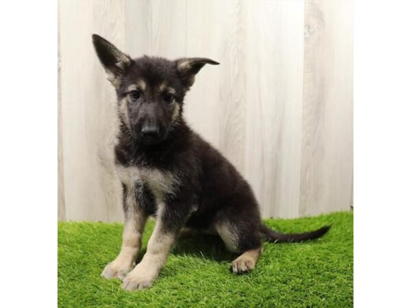 German Shepherd Dog Dog Female Black / Tan 7920 Petland Ashland, Kentucky