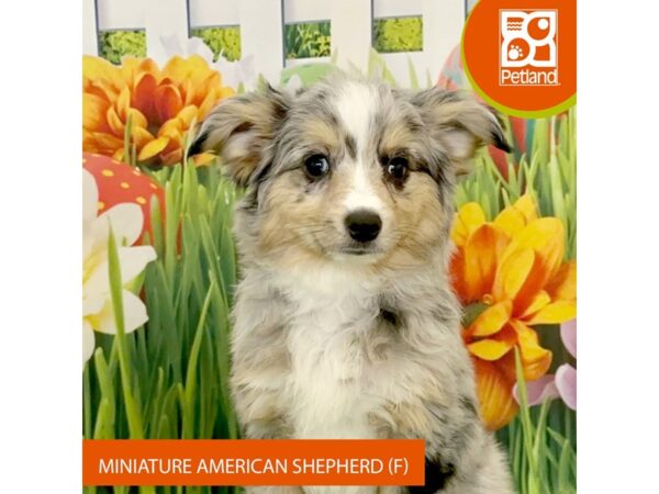 Miniature American Shepherd Dog Female Blue Merle 7927 Petland Ashland, Kentucky