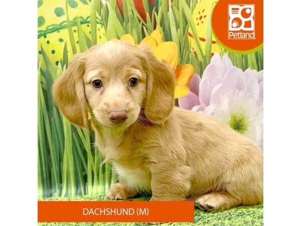 Dachshund Dog Male Cream 7925 Petland Ashland, Kentucky