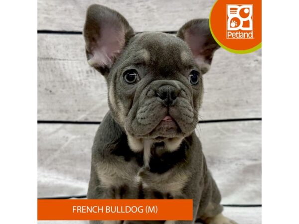 French Bulldog-Dog-Male-Blue / Tan-7945-Petland Ashland, Kentucky