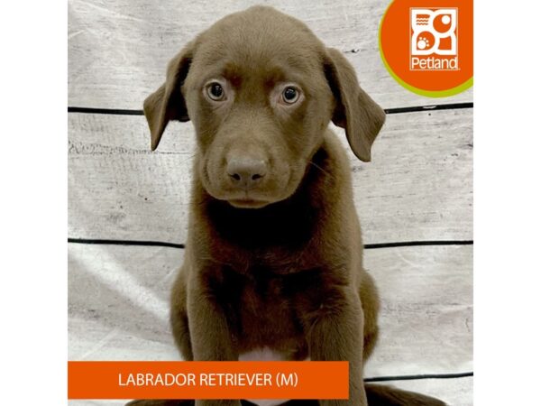 Labrador Retriever-Dog-Male-Chocolate-7937-Petland Ashland, Kentucky