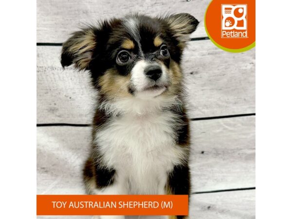 Toy Australian Shepherd Dog Male Black White / Tan 7931 Petland Ashland, Kentucky