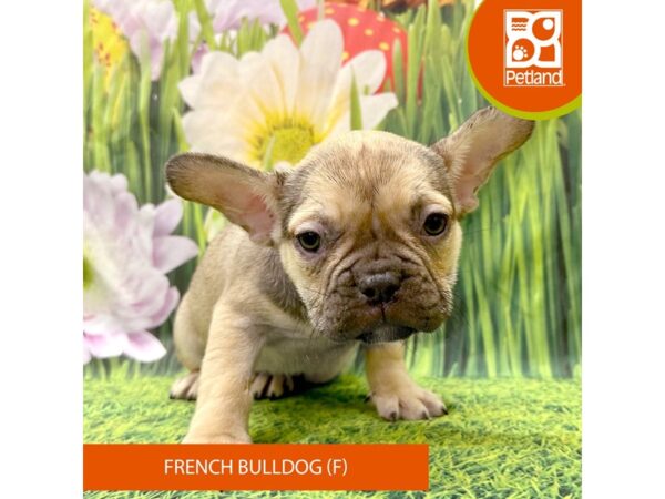 French Bulldog Dog Female Lilac Merle 7965 Petland Ashland, Kentucky