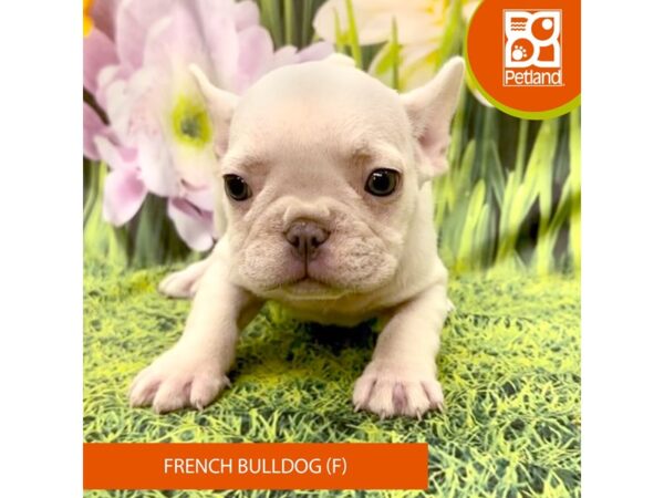 French Bulldog-Dog-Female-White-7964-Petland Ashland, Kentucky