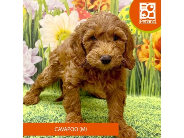 Cavapoo Dog Male Red 7962 Petland Ashland, Kentucky