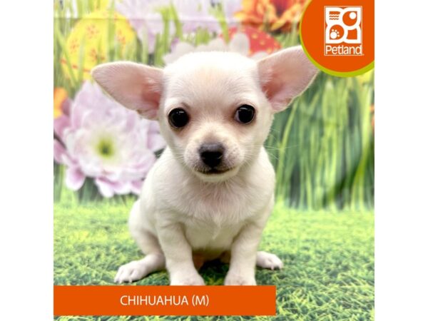 Chihuahua Dog Male Cream 7960 Petland Ashland, Kentucky