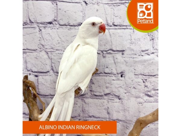 Albino Indian Ringneck – 7959