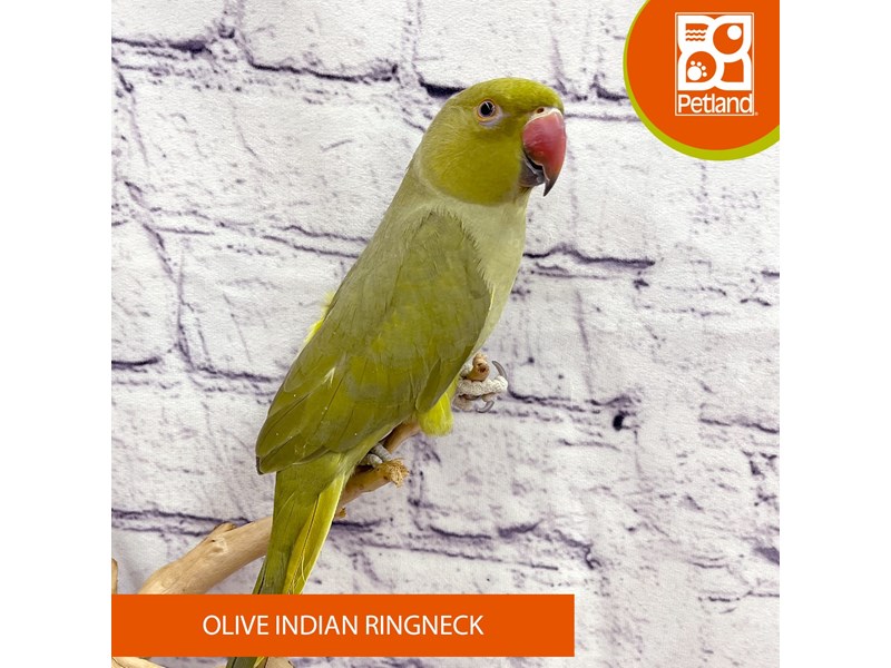 Olive Indian Ringneck - 7958 Image #1