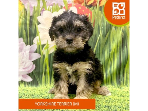 Yorkshire Terrier Dog Male Black / Tan 7956 Petland Ashland, Kentucky