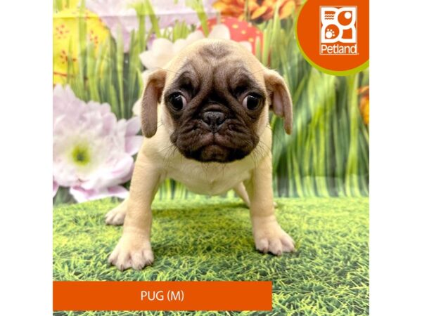 Pug Dog Male Fawn 7954 Petland Ashland, Kentucky