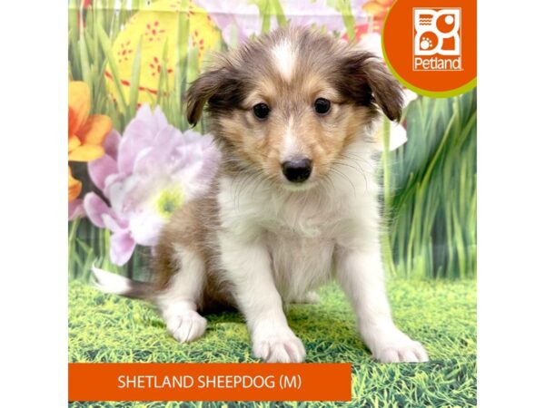 Shetland Sheepdog-Dog-Male-Sable / White-7948-Petland Ashland, Kentucky