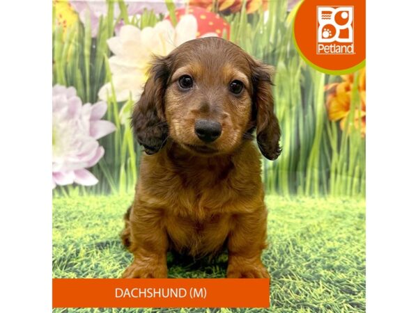 Dachshund Dog Male Wild Boar 7953 Petland Ashland, Kentucky