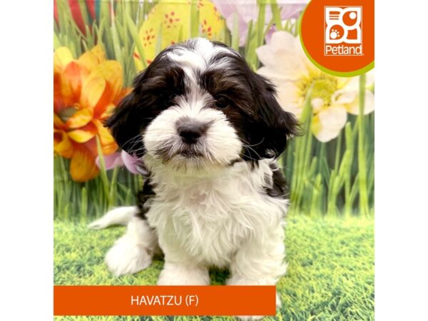 Havatzu-Dog-Female-Black White / Tan-7951-Petland Ashland, Kentucky