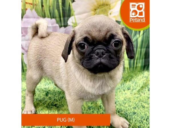 Pug Dog Male Fawn 7935 Petland Ashland, Kentucky