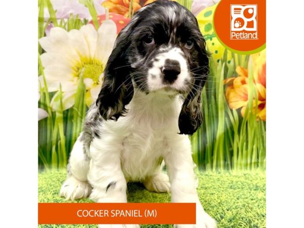 Cocker Spaniel-Dog-Male-Blue Merle / White-7963-Petland Ashland, Kentucky